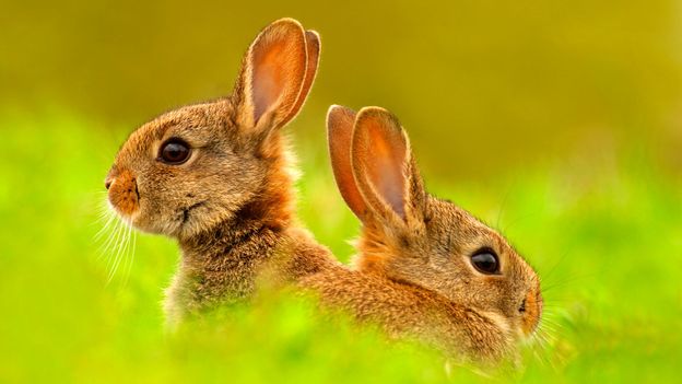 BBC - Earth - The truth about rabbits
