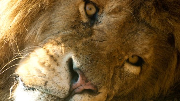Bbc Earth Seven Reasons To Love Lions