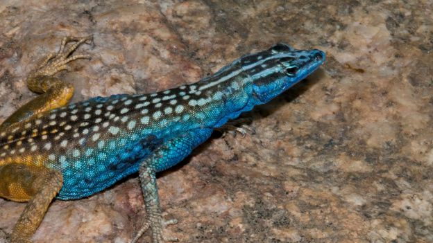 BBC - Earth - New colourful lizard named after Sir David Attenborough