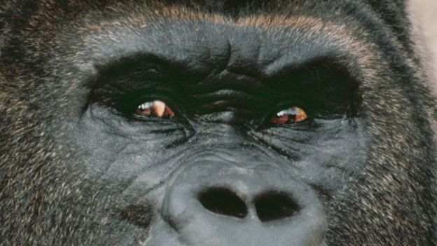 Bbc Earth There Is Something Weird About This Gorilla S Eyes