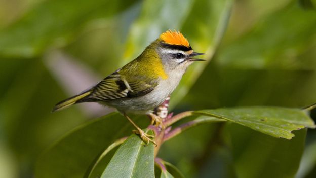 BBC - Earth - The UK's favourite bird invaders