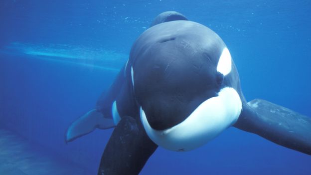 BBC - Earth - The world’s most famous whale?