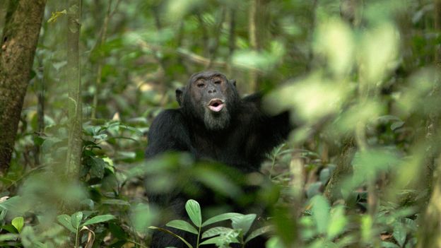 gombe chimpanzee war reddit