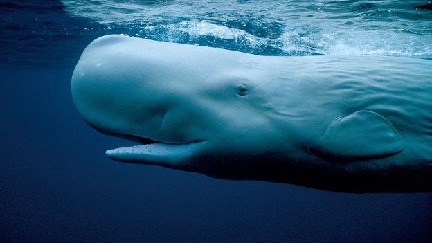 BBC - Earth - The world’s most famous whale?