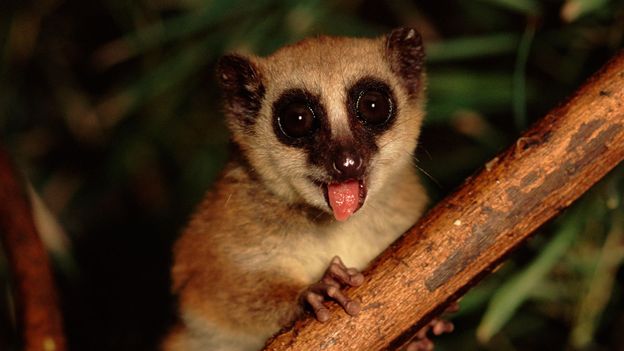 Bbc Earth New Group Of Dwarf Lemurs May Be Worlds Rarest Primate 