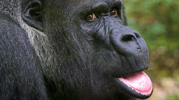 Bbc Earth Has Koko The Gorilla Really Learnt To Talk