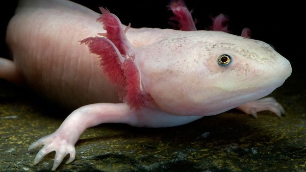 BBC - Earth - The Wild Beauty Of Mexico