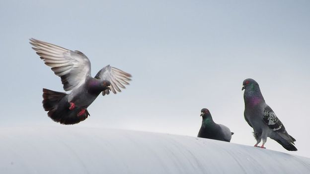 c Earth Why Don T You Ever See Baby Pigeons