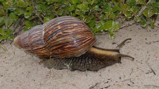 BBC - Earth - Ten animal outbreaks that look like biblical plagues