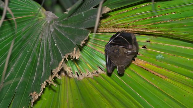 Bbc Earth Why Some Male Bats Have Spines On Their Penises 