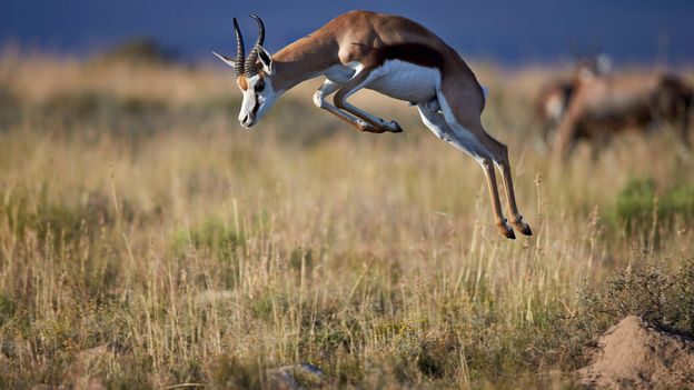 BBC - Earth - The lucky wildlife mascots of the Rugby World Cup