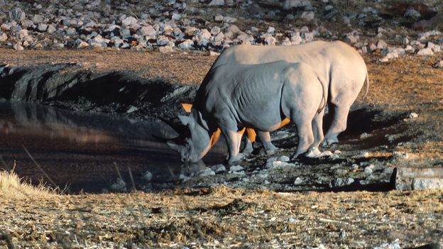 Bbc Earth Rhinos Are Grumpy In The Day But At Night They Get Flirty