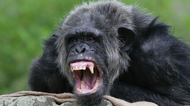 Bbc Earth Down But Not Out A Beaten Chimp Utters A Waa Bark