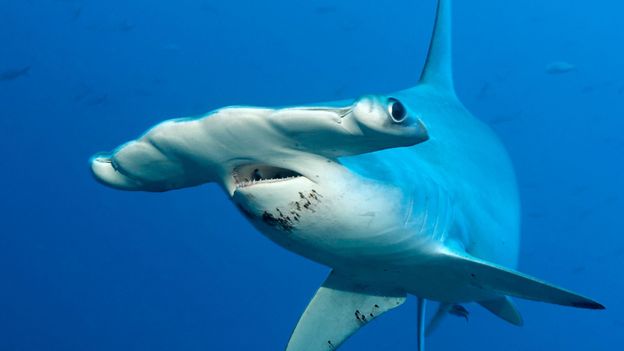 BBC Earth Why Do Hammerhead Sharks Look Like That 