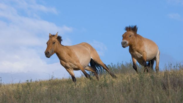 Bbc Earth The World S Last Truly Wild Horse Is Making A Comeback