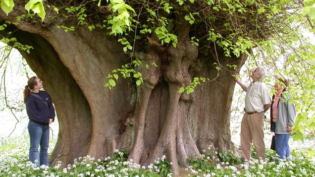 Bbc Earth 11 Of Britains Most Legendary Trees