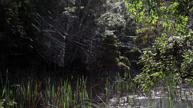 The world's biggest spider web can span 