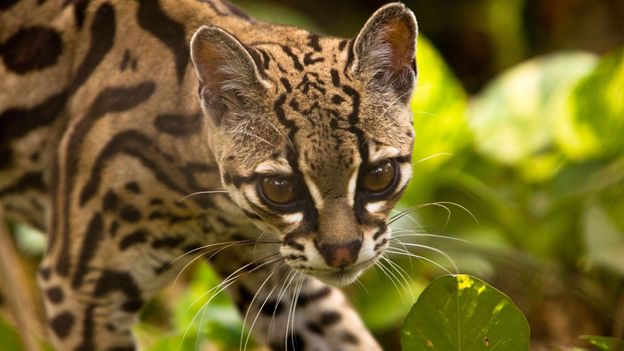 BBC - Earth - Seven animals with astonishing hunting techniques