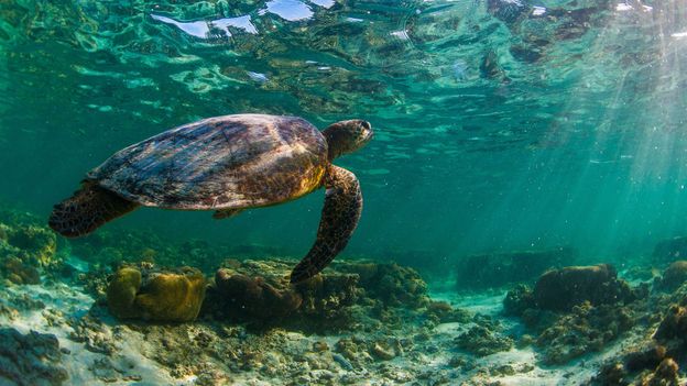 BBC - Earth - Explore the Great Barrier Reef in this 360-degree video