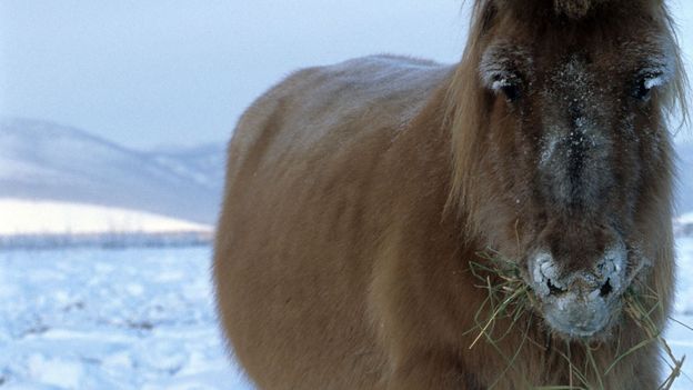 BBC - Earth - The Horse That Can Endure Siberian Winters