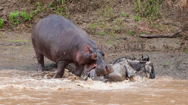 c Earth Why You Should Beware A Laughing Or Yawning Hippo