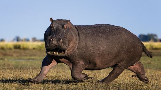 BBC - Earth - Why you should beware a laughing or yawning hippo