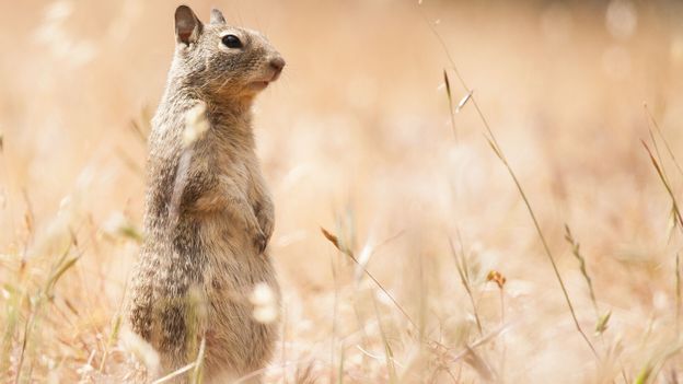 Californian ground squirrel (credit: Nick Green)