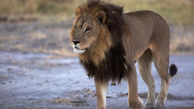 Mmamoriri the maned lioness (credit: Chadden Hunter)