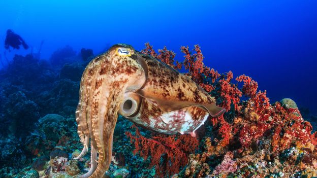 Cuttlefish have the most sophisticated skin on the planet (credit: Shutterstock)