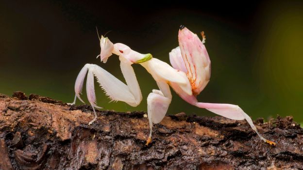 An orchid mantis wears a deceitful disguise (credit: WILDLIFE GmbH / Alamy Stock Photo)