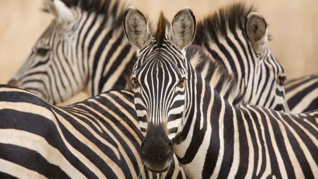 A zebra’s stripes may create optical illusions (credit: BBC)