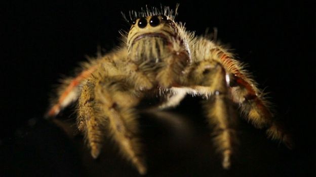 Bbc Earth Watch The World S Biggest Jumping Spider Make A Leap