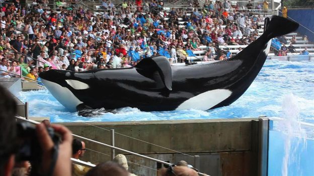 Bbc Earth Why Killer Whales Should Not Be Kept In Captivity