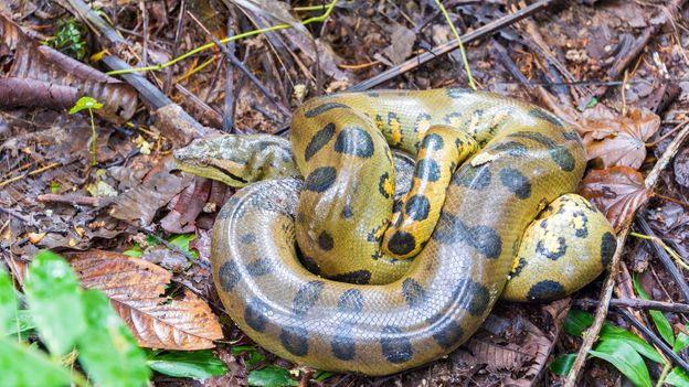 c Earth Tribal Warriors Catch Giant Snakes For Science