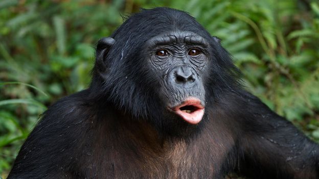 Monkeys that hav big ass lips Bbc Earth Do Bonobos Really Spend All Their Time Having Sex