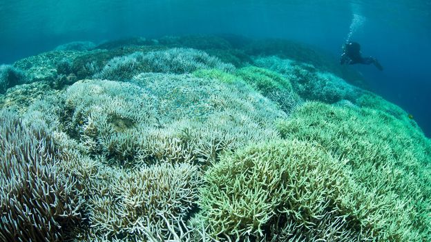 BBC - Earth - The women with a controversial plan to save corals
