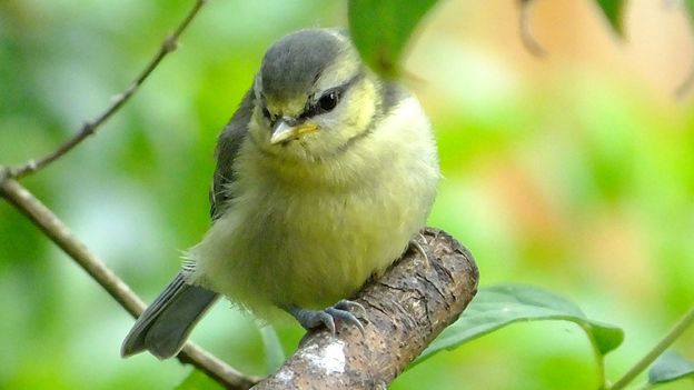 BBC - Earth - Ten beautiful images of chicks and bunnies