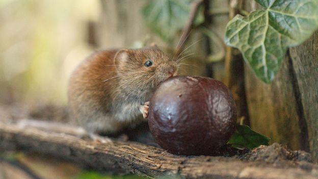 BBC - Earth - Eight incredible photographs of mammals