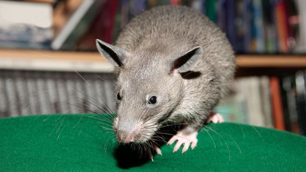 BBC Earth The World s Largest Rats Are The Size Of Small Dogs