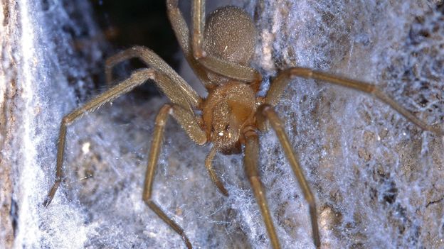 Spiders in the House Natural History Museum, spider 