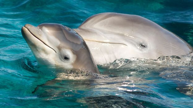 BBC - Earth - The dolphins that swapped babies