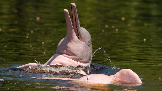c Earth Why One Species Of Dolphin Has Turned Pink