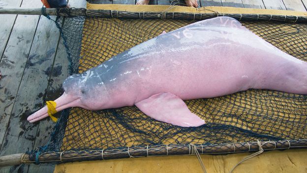 c Earth Why One Species Of Dolphin Has Turned Pink