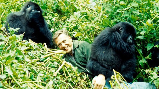 BBC - Earth - What happened to the gorillas who met David Attenborough?