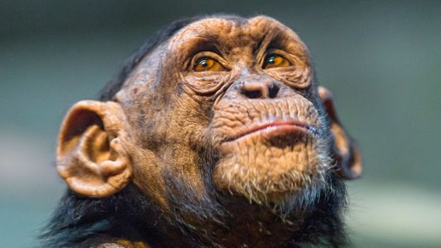 BBC - Earth - Chimps filmed grieving for dead friend