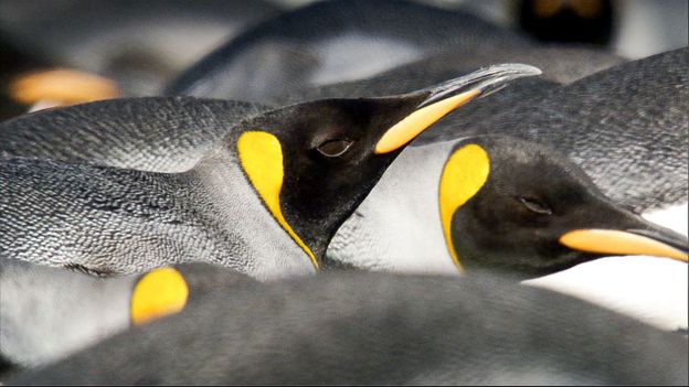 BBC - Earth - When penguins are in danger of over heating