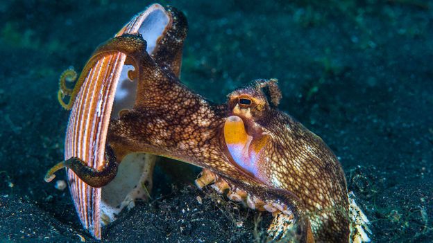 Veined octopus (Amphioctopus marginatus), with shell (Credit: Alex Mustard/naturepl.com)