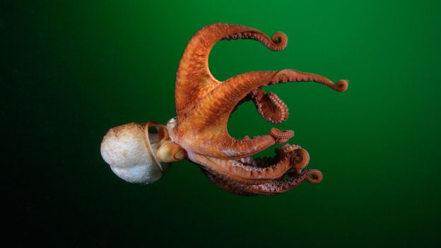 A giant Pacific octopus (Enteroctopus dofleini) (Credit: Brandon Cole/naturepl.com)