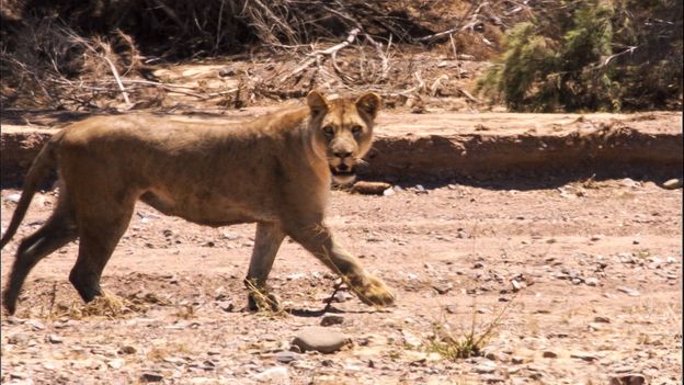 Bbc Earth Young Desert Lions On The Hunt