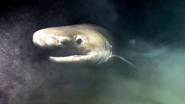 Bbc Earth Huge Deep Sea Shark Scavenges Food